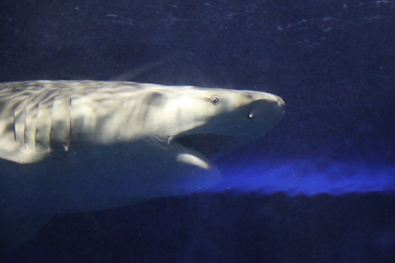 油壺マリンパークに行った話 さめぽん Note 油壺マリンパークに行った話 さめぽん Note