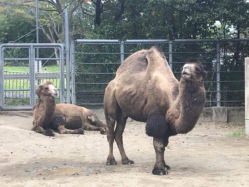 仙台 八木山動物公園を1人で制覇した話 動物写真つき Peko 院生生活 Note