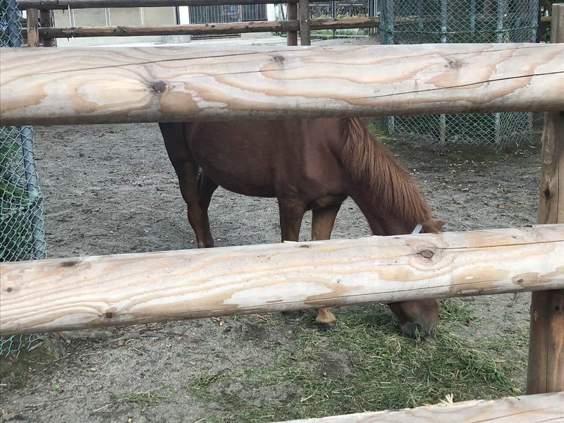 仙台 八木山動物公園を1人で制覇した話 動物写真つき Peko 院生生活 Note