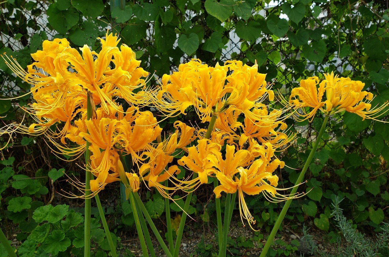 肉質画　【彼岸花】　金 肉質画 【彼岸花】 金 肉質画【彼岸花】金