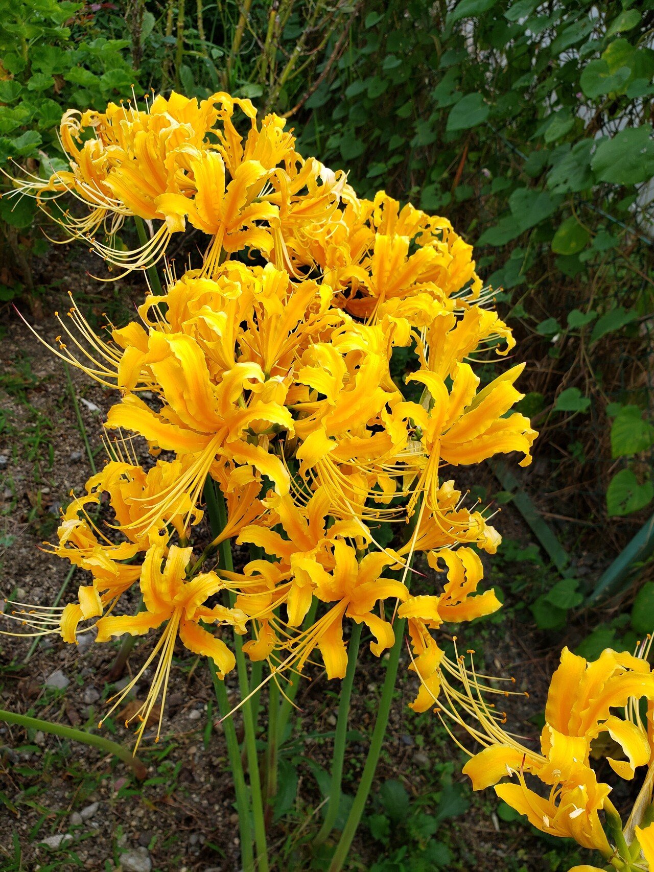 黄色かな？オレンジかな？【彼岸花】｜ひばりん