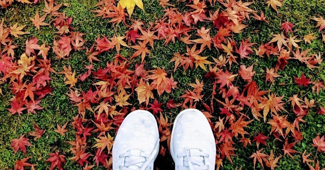 紅葉の季節ーもみじとカエデは何が違うの おすすめのカエデも紹介 Haco ガーデンプランナー 庭のある暮らし植物のある暮らし Note