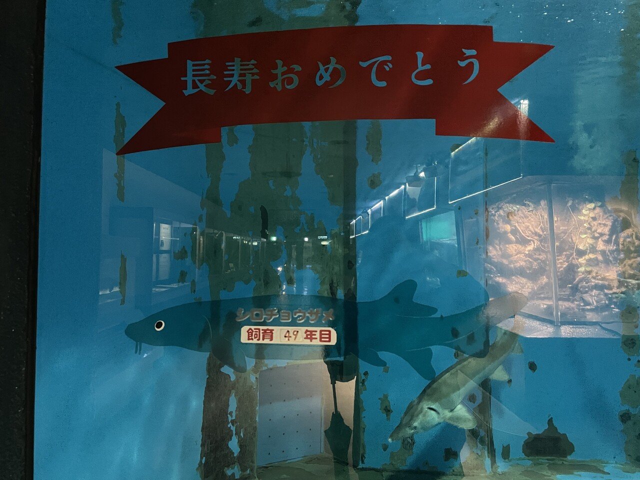 油壺マリンパークに行った話｜さめぽん