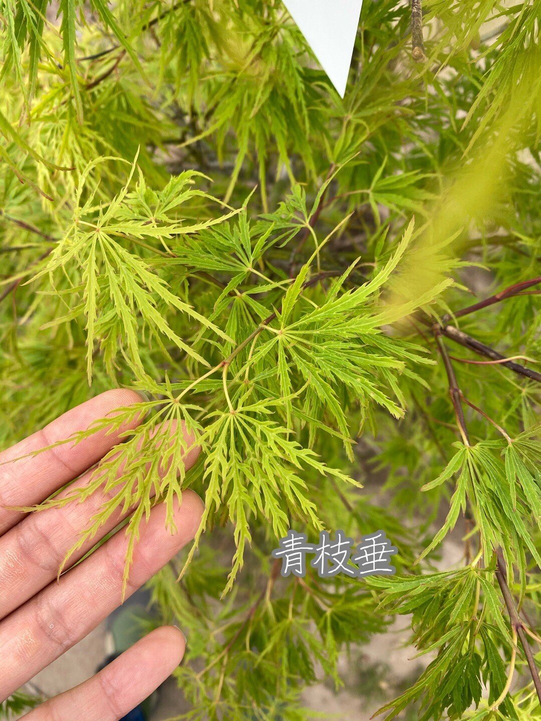 紅葉の季節ーもみじとカエデは何が違うの？おすすめのカエデも紹介