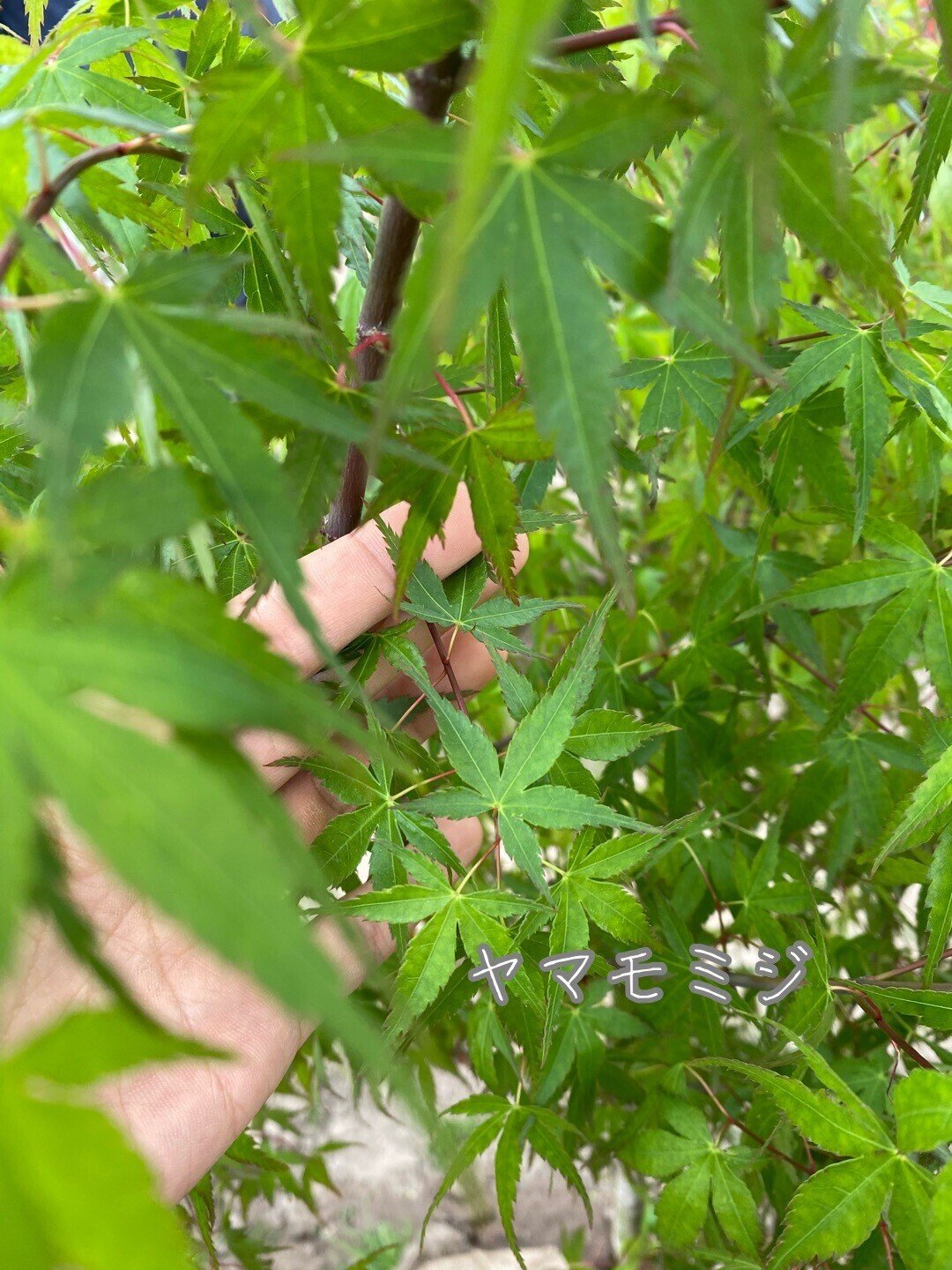 紅葉の季節ーもみじとカエデは何が違うの？おすすめのカエデも紹介