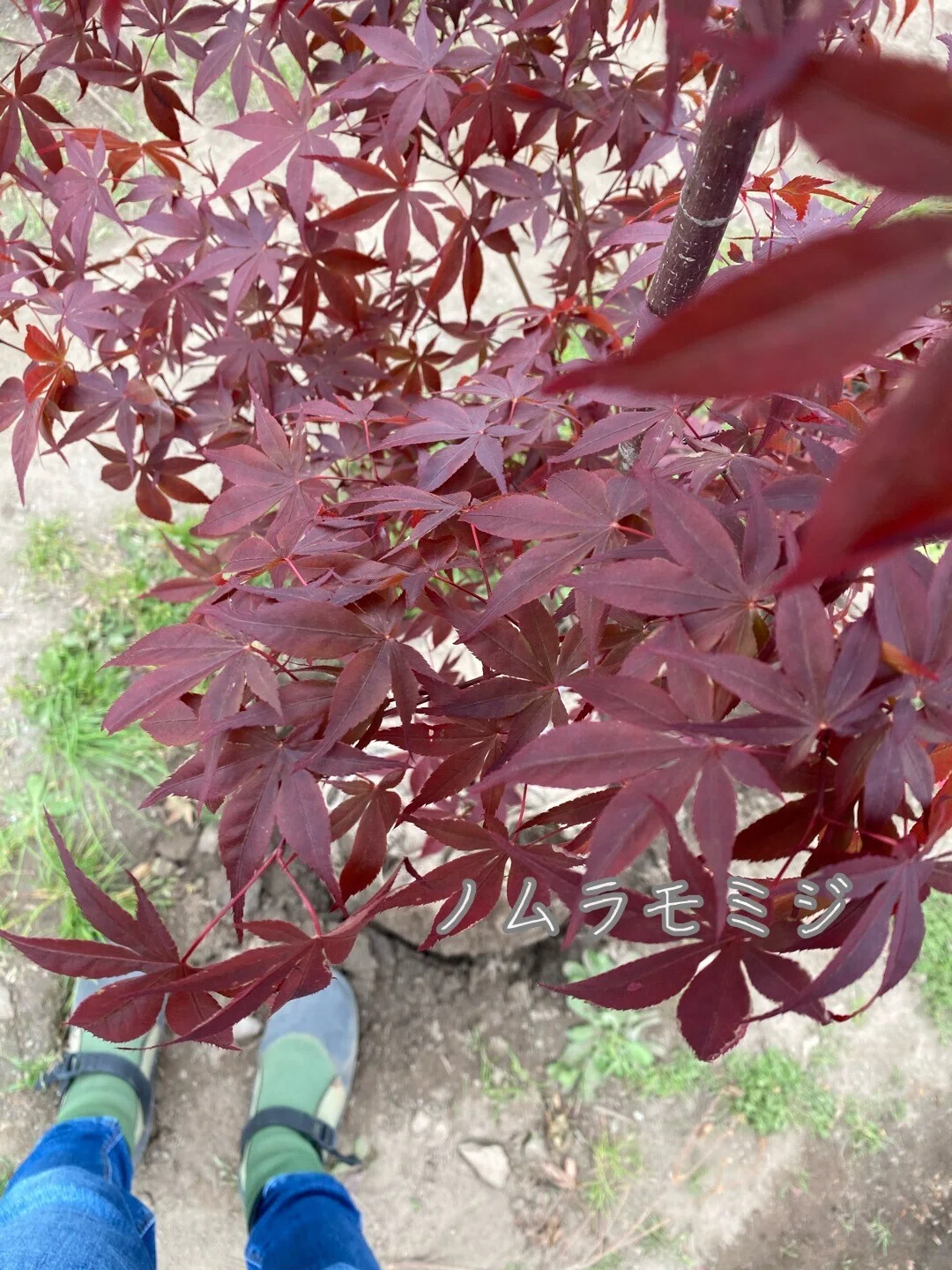紅葉の季節ーもみじとカエデは何が違うの おすすめのカエデも紹介 Haco ガーデンプランナー 庭のある暮らし植物のある暮らし Note 紅葉の季節ーもみじとカエデは何が違うの おすすめのカエデも紹介 Haco ガーデンプランナー 庭のある暮らし植物のある暮らし Note