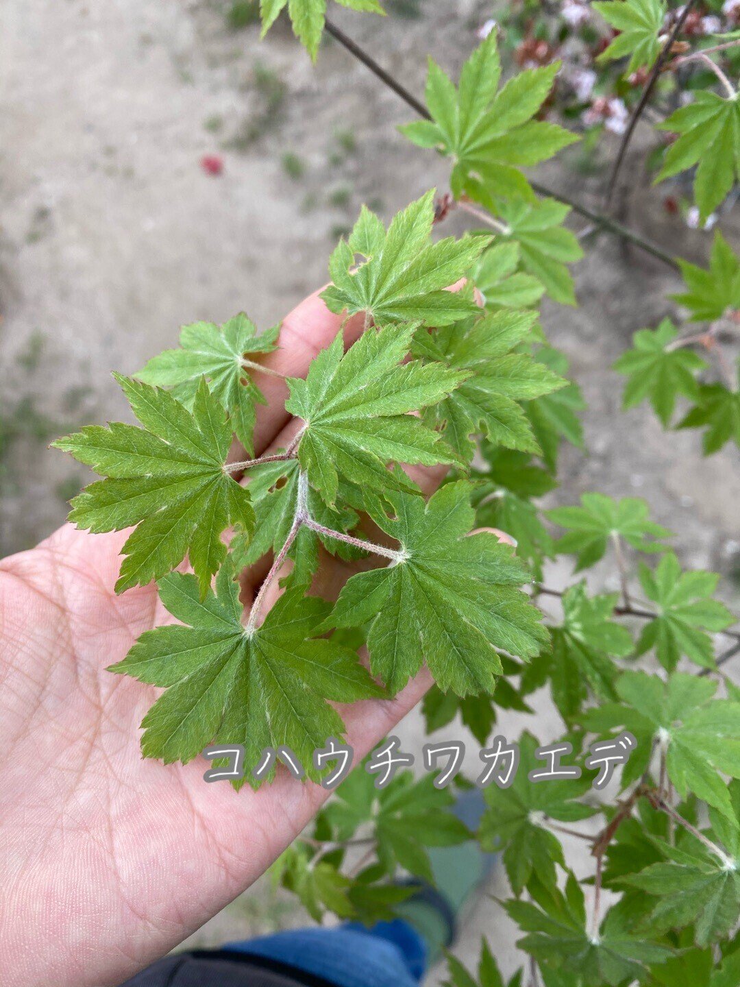 紅葉の季節ーもみじとカエデは何が違うの？おすすめのカエデも紹介