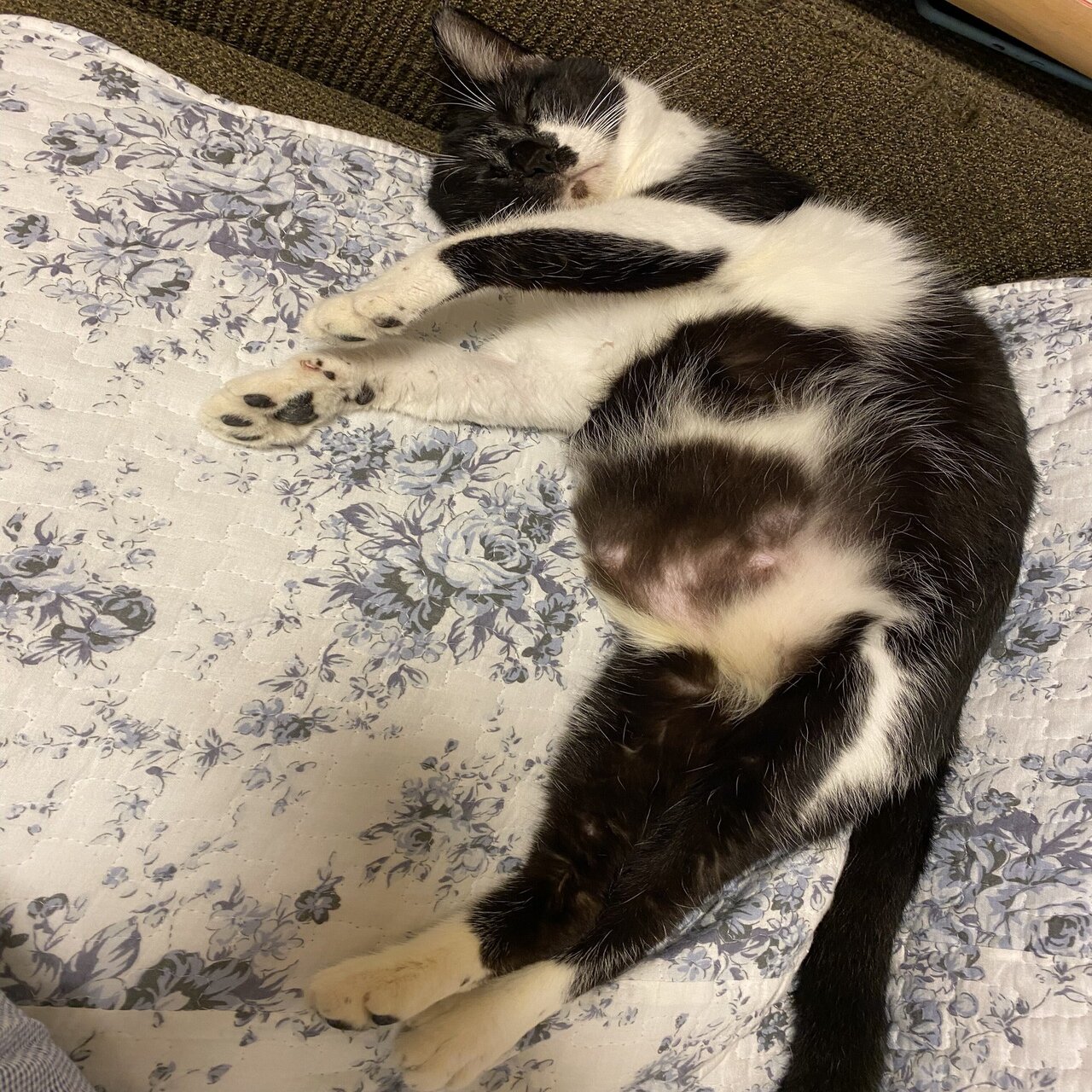 さん 結石したってよ ２ 読む猫 Note