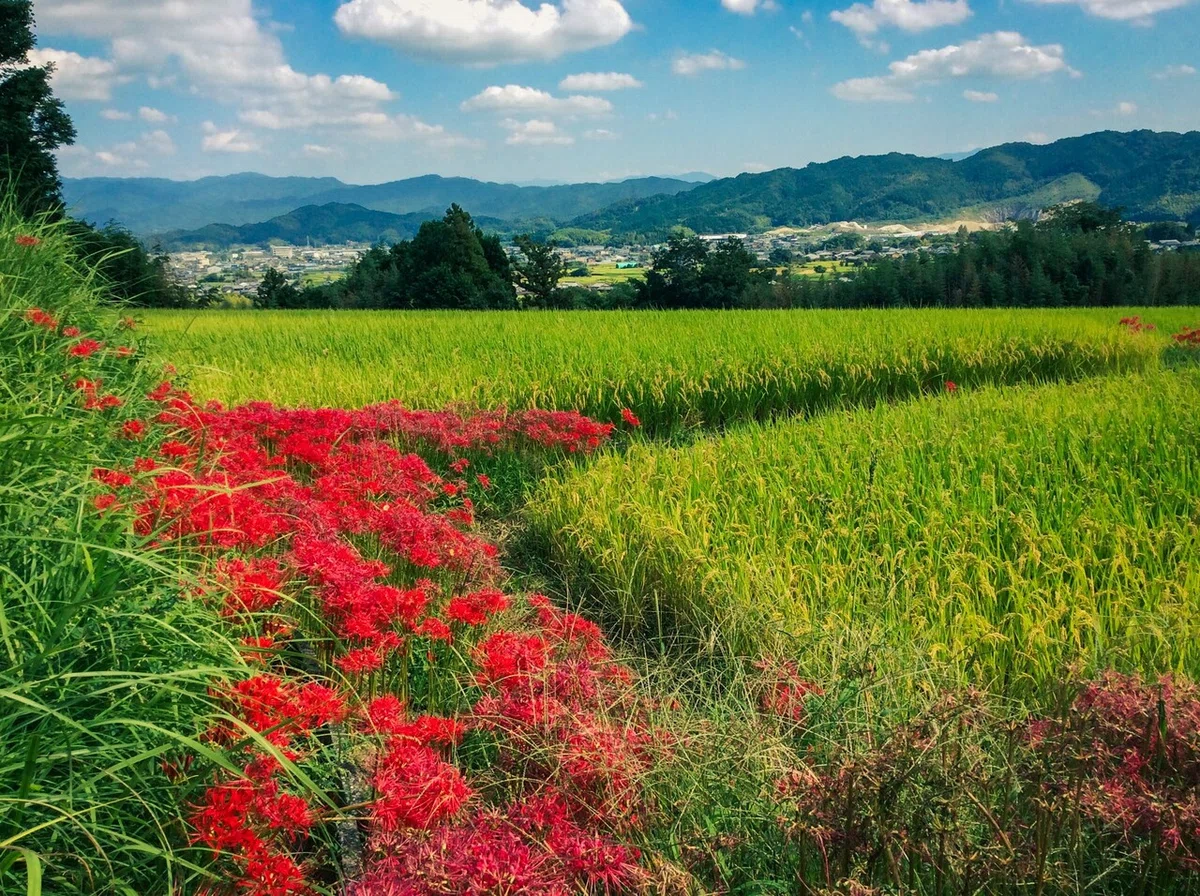 画像5