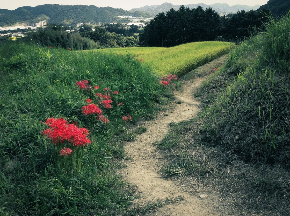 画像6