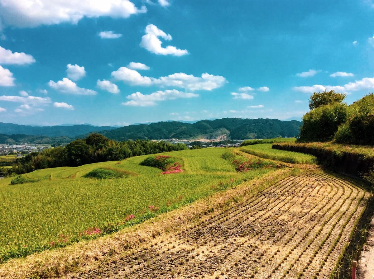 画像8