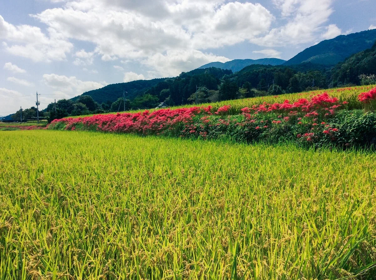 画像14