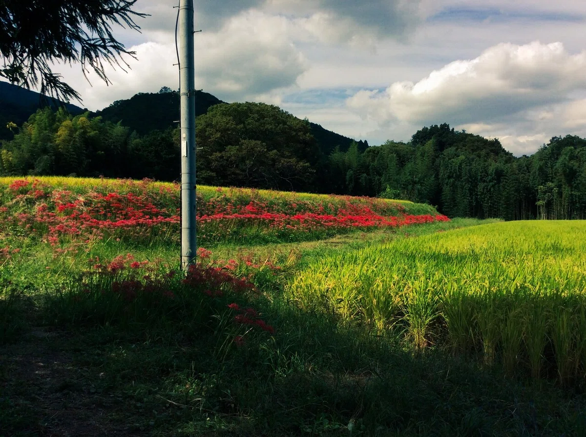 画像27