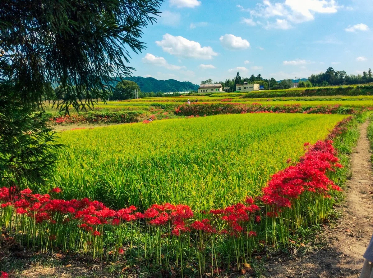画像29