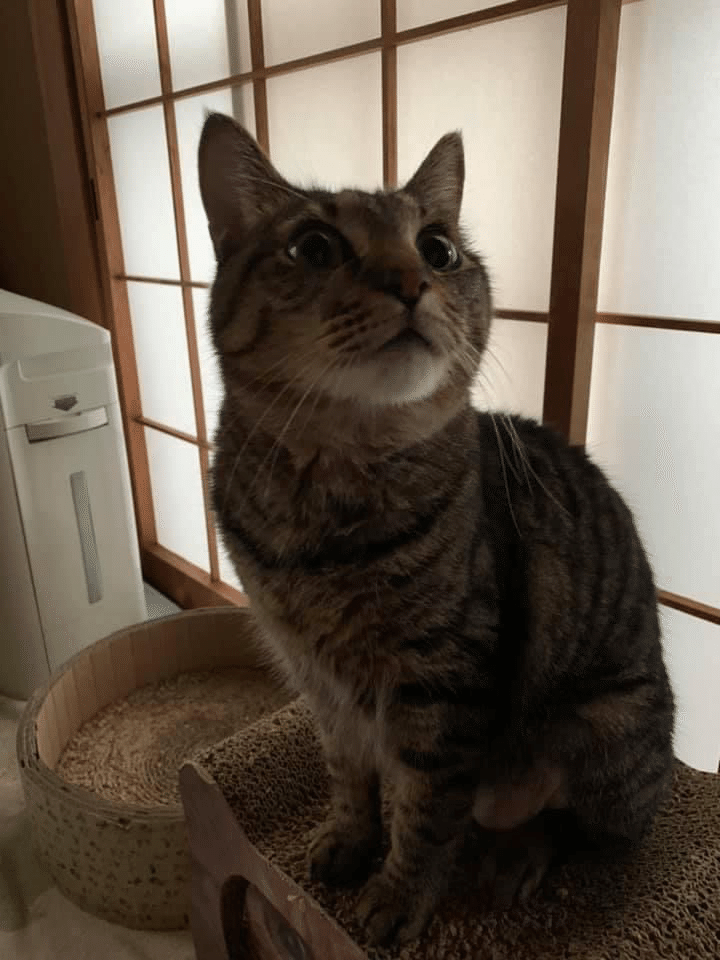 9月に真理子さんは千葉御宿に引っ越した。この猫はRuby（ルビー）と言い、吉右衛門の後、昔飼っていた虎猫に似た猫を探して、引き取った。