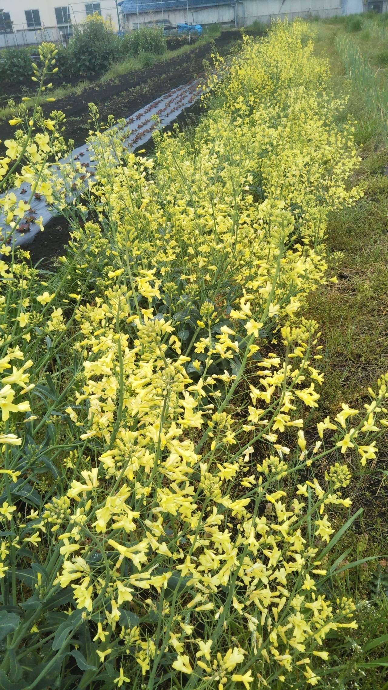 ケールの花 長谷川晃 Note ケールの花 長谷川晃 Note