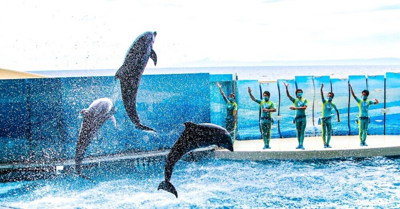 各水族館のイルカショーを比較する 新江の水 しながわ シーパラ Marko Note
