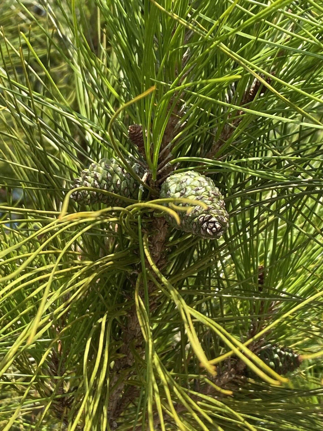 松ぼっくりの一人称は儂だと思う｜あーーの