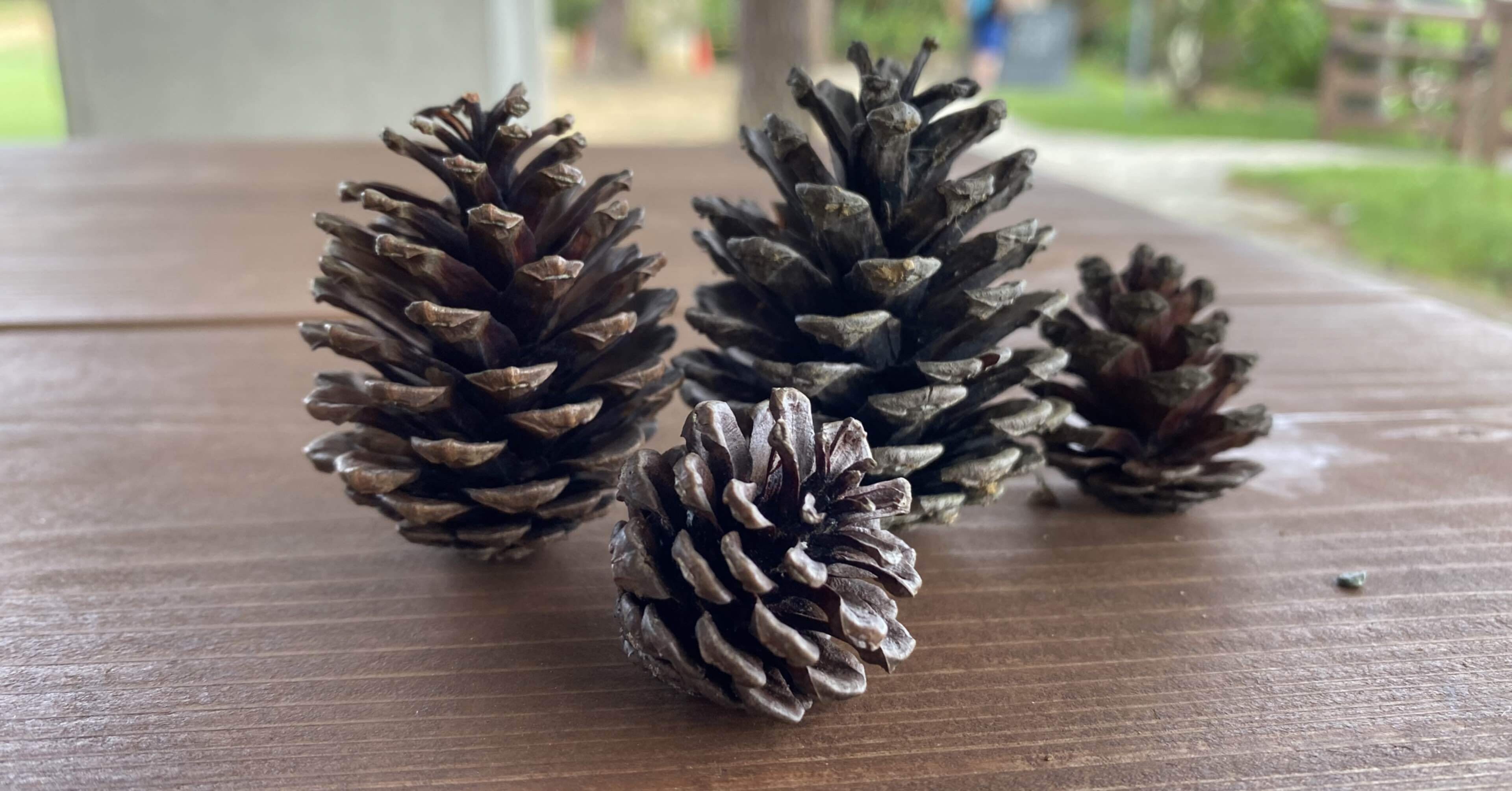 松ぼっくりの一人称は儂だと思う｜あーーの