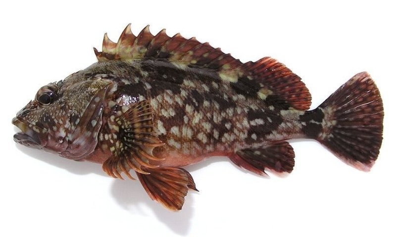 初心者お魚突きのターゲット 魚突き これから始められる方へのお魚突き情報 Note