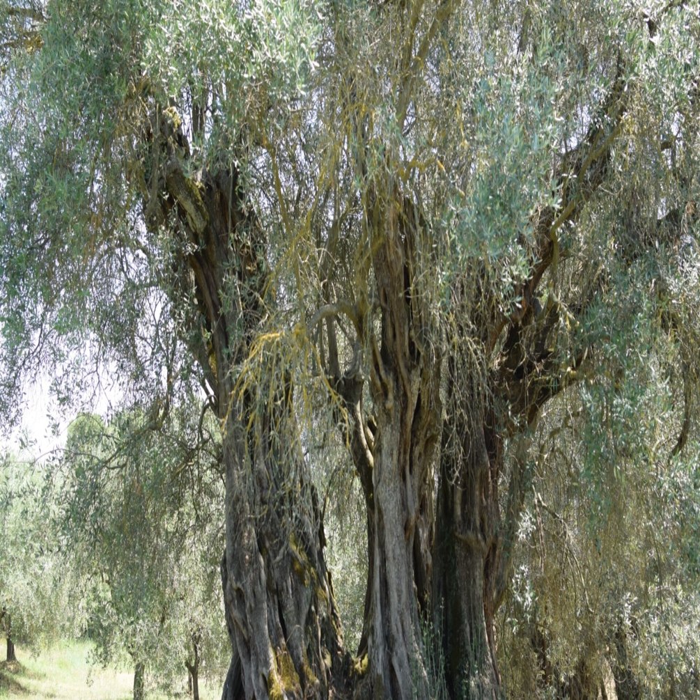 難易度マックス オリーブの塩漬けの作り方 暮らしとつながる料理教室viorto ヴィオルト 今枝ゆかり Note