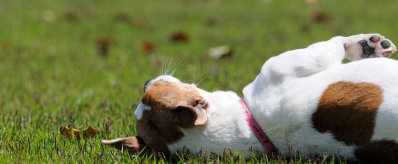散歩から帰りたくない犬 よしざき Note