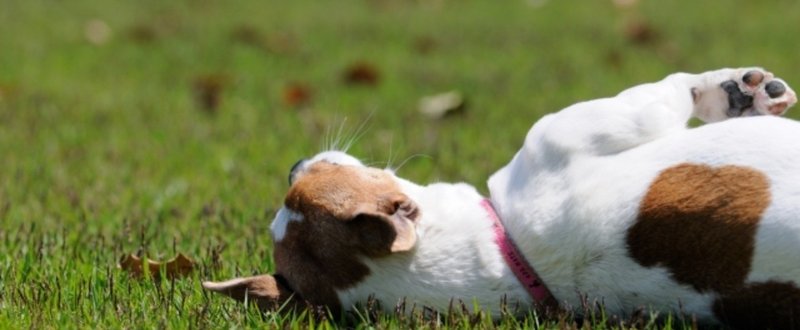 散歩から帰りたくない犬 よしざき Note