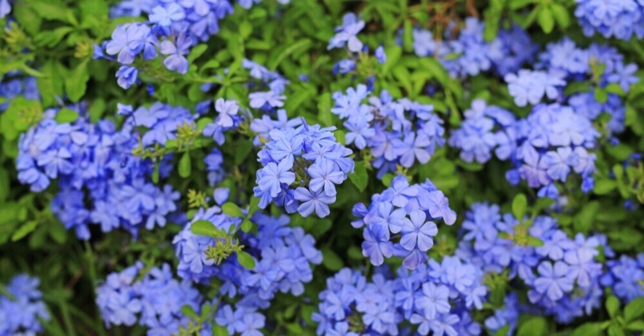 植物コレクション018 マツリ は 祭り じゃなくてジャスミンのことだった ルリマツリ おおたしじみ Note