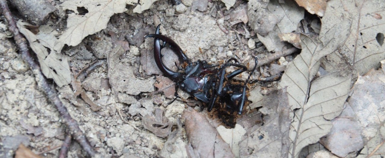 野垂れ死に同盟 毒多 Note