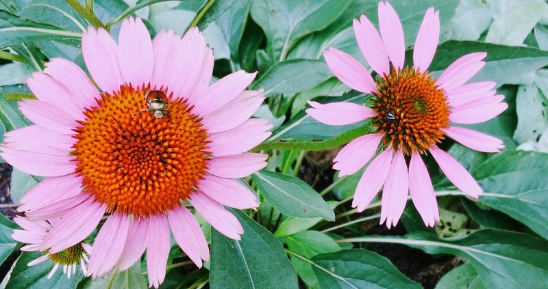 我が家の 主婦休みの日 の過ごし方 にんじん女 Note