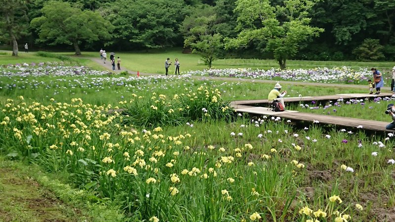 城址公園菖蒲