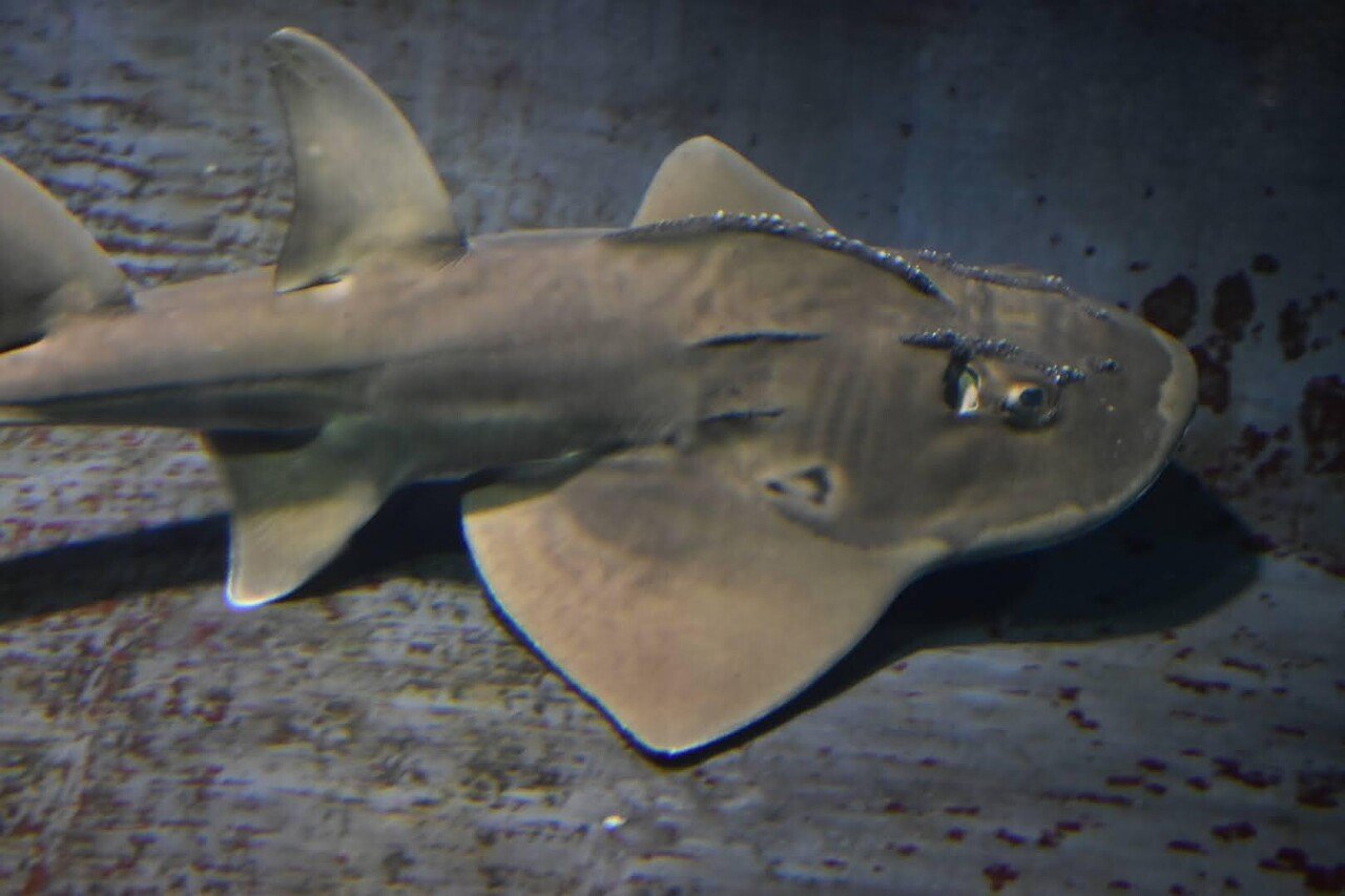 かめきちの水族館ブログ: 久しぶりに葛西臨海水族園に行ってきた話。