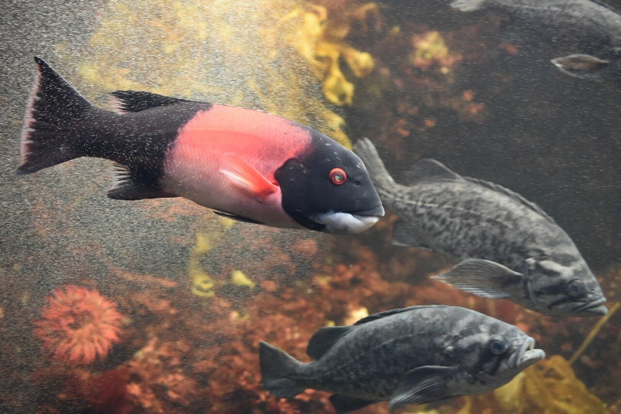 かめきちの水族館ブログ: 久しぶりに葛西臨海水族園に行ってきた話。