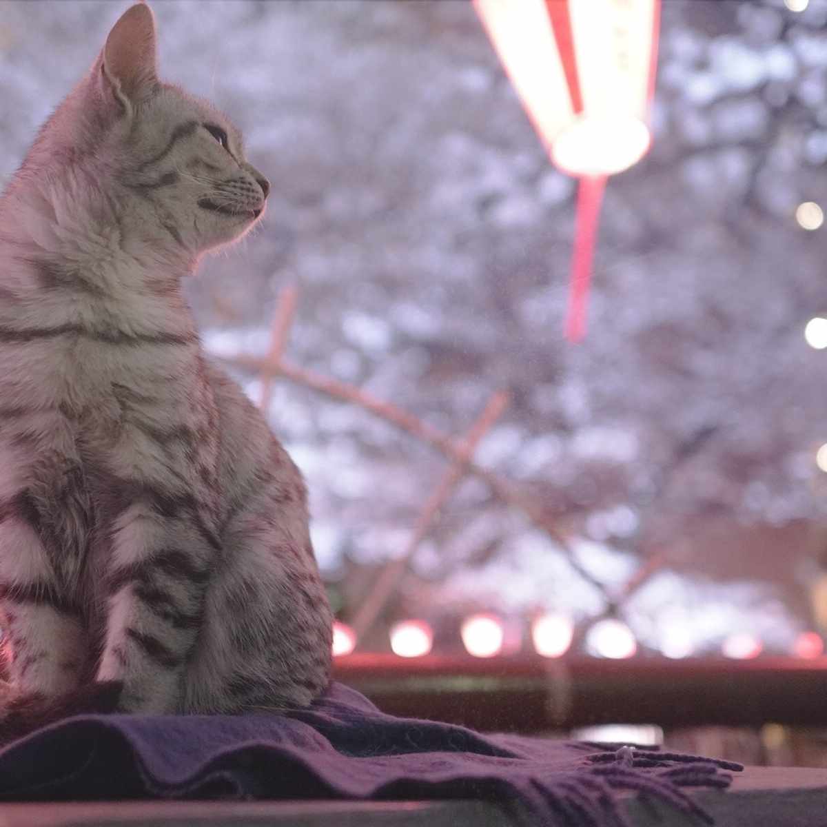 仮想通貨の新規上場銘柄をLINE通知するボットを公開｜taaaaho