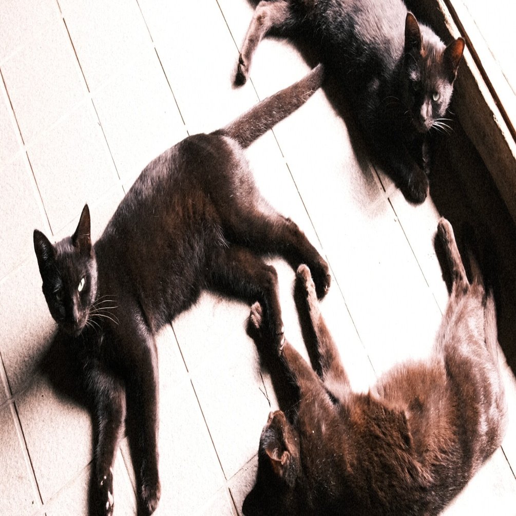 日記 9 17 金 9 22 水 猫車 アヒル フルーツサンド Utsuno Note