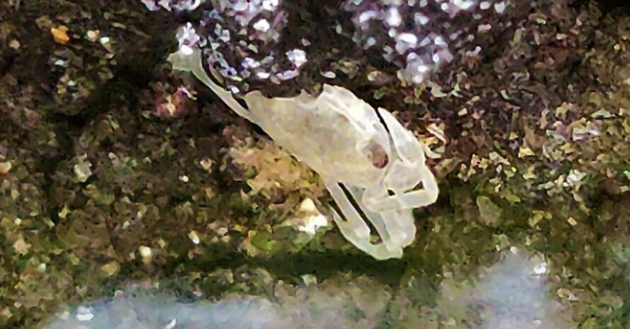 Amazon.co.jp: 水彩画 生物細密画サワガニの子育て : おもちゃ