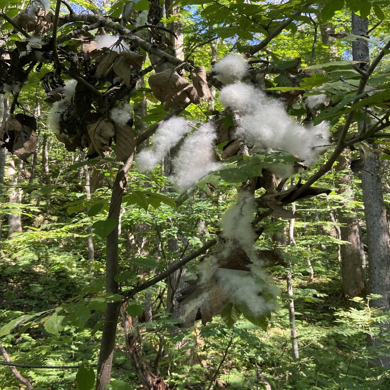 薪 広葉樹 白樺 ドロノキ ヤナギ アカシア さくらんぼ等