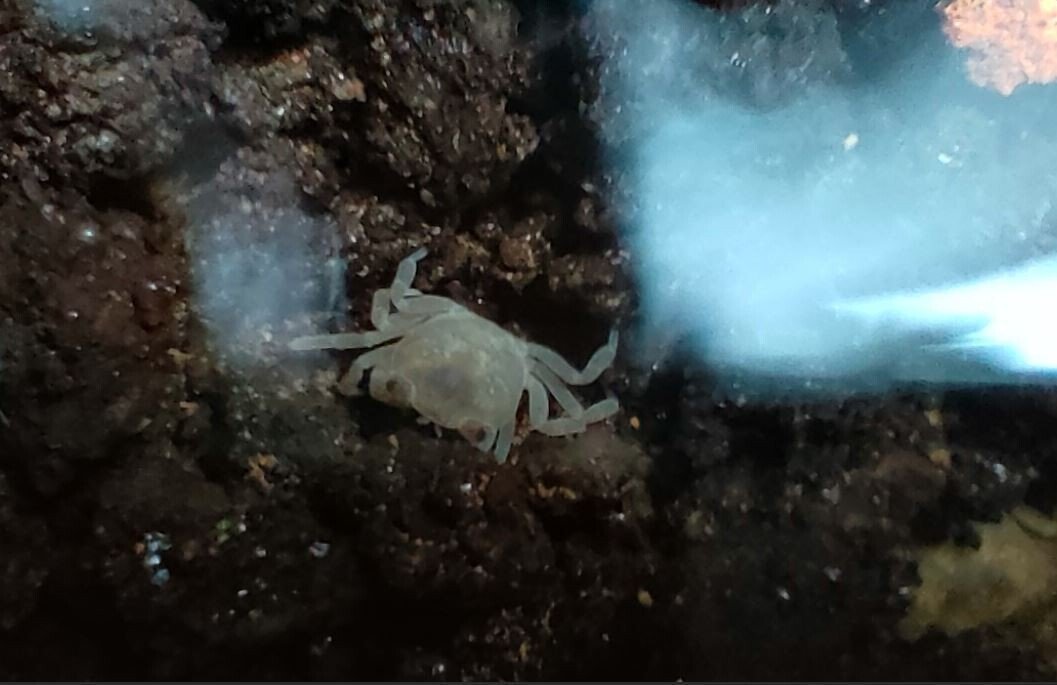 012 サワガニの赤ちゃん誕生してた。｜僕の昆虫日記 Insect