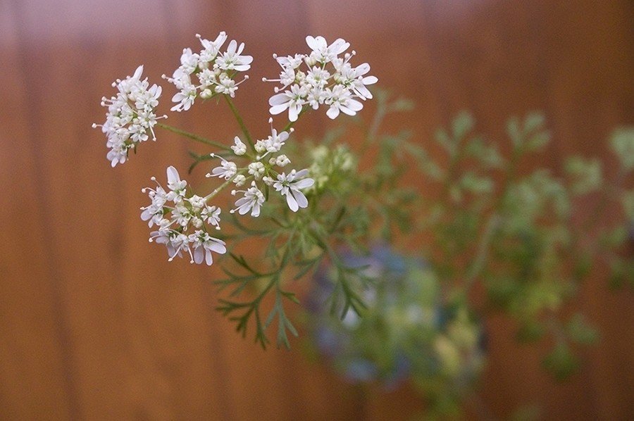 草花ダイアリー パクチーの白い花 かすみ草のような こんな小さくて可憐なお花をつけるなんて知らなかった そして花をつける枝だけ葉っぱの形が変わるんですよ おもしろーい Miiina Note