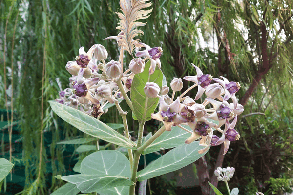 花の名前 の新着タグ記事一覧 Note つくる つながる とどける 花の名前 の新着タグ記事一覧 Note つくる つながる とどける