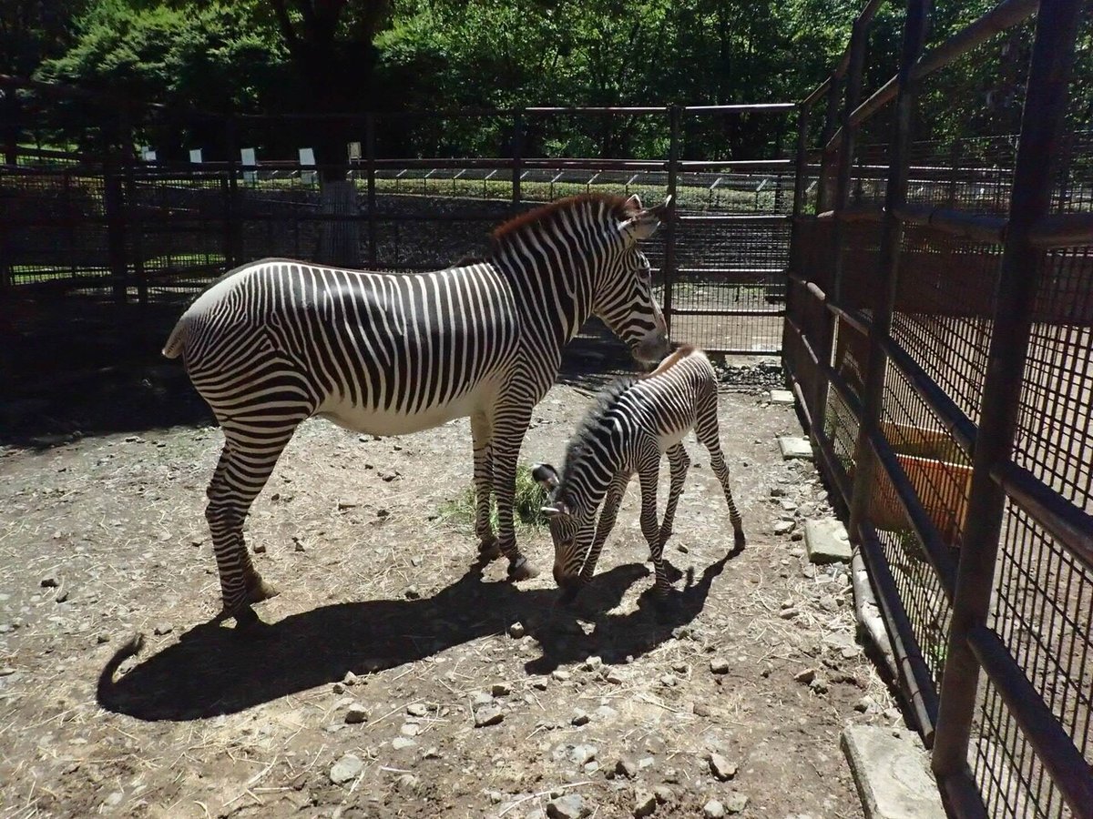 ラッキー生まれてすぐ