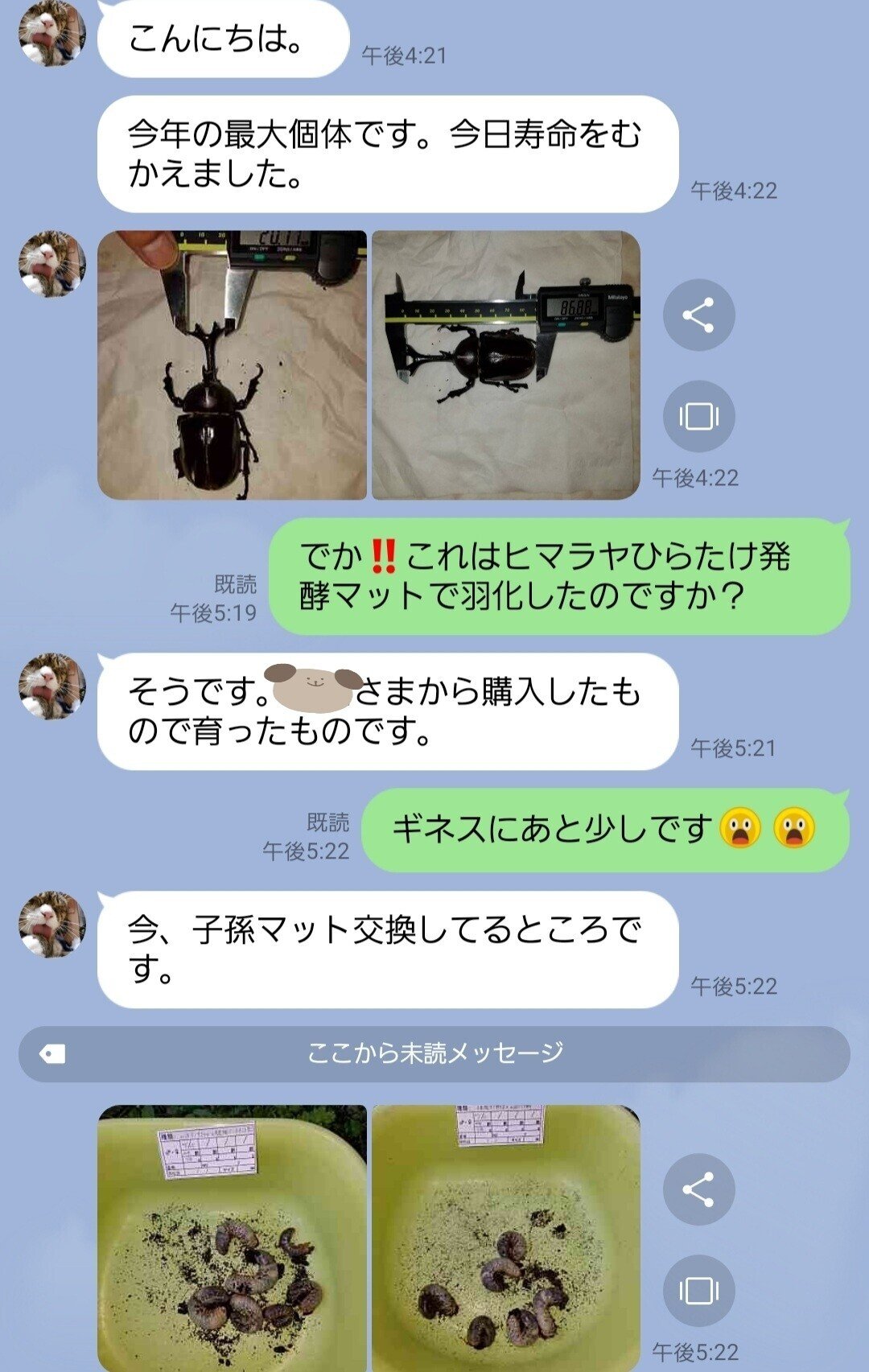 ヒマラヤひらたけ発酵マット|iketeru_1130 ヒマラヤひらたけ発酵マット|iketeru_1130
