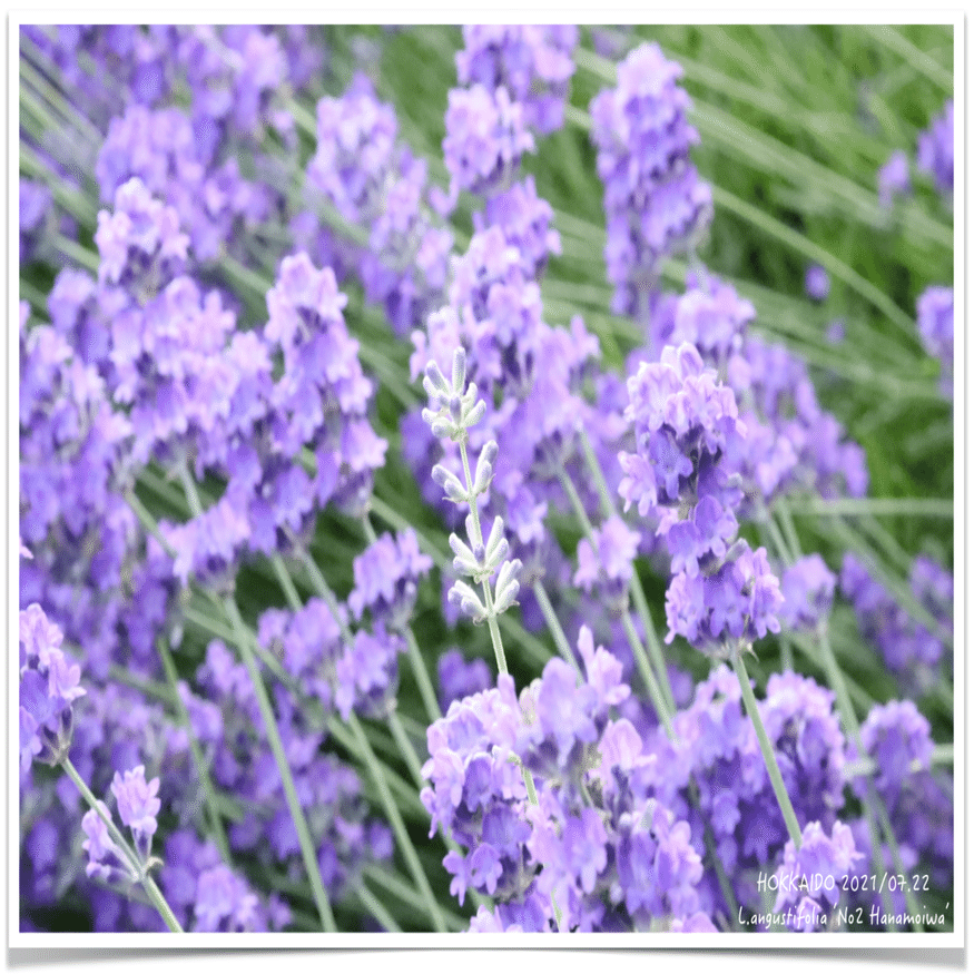 淡い色系ラベンダーのご紹介！｜エフゲニーマエダ（平成林業。）