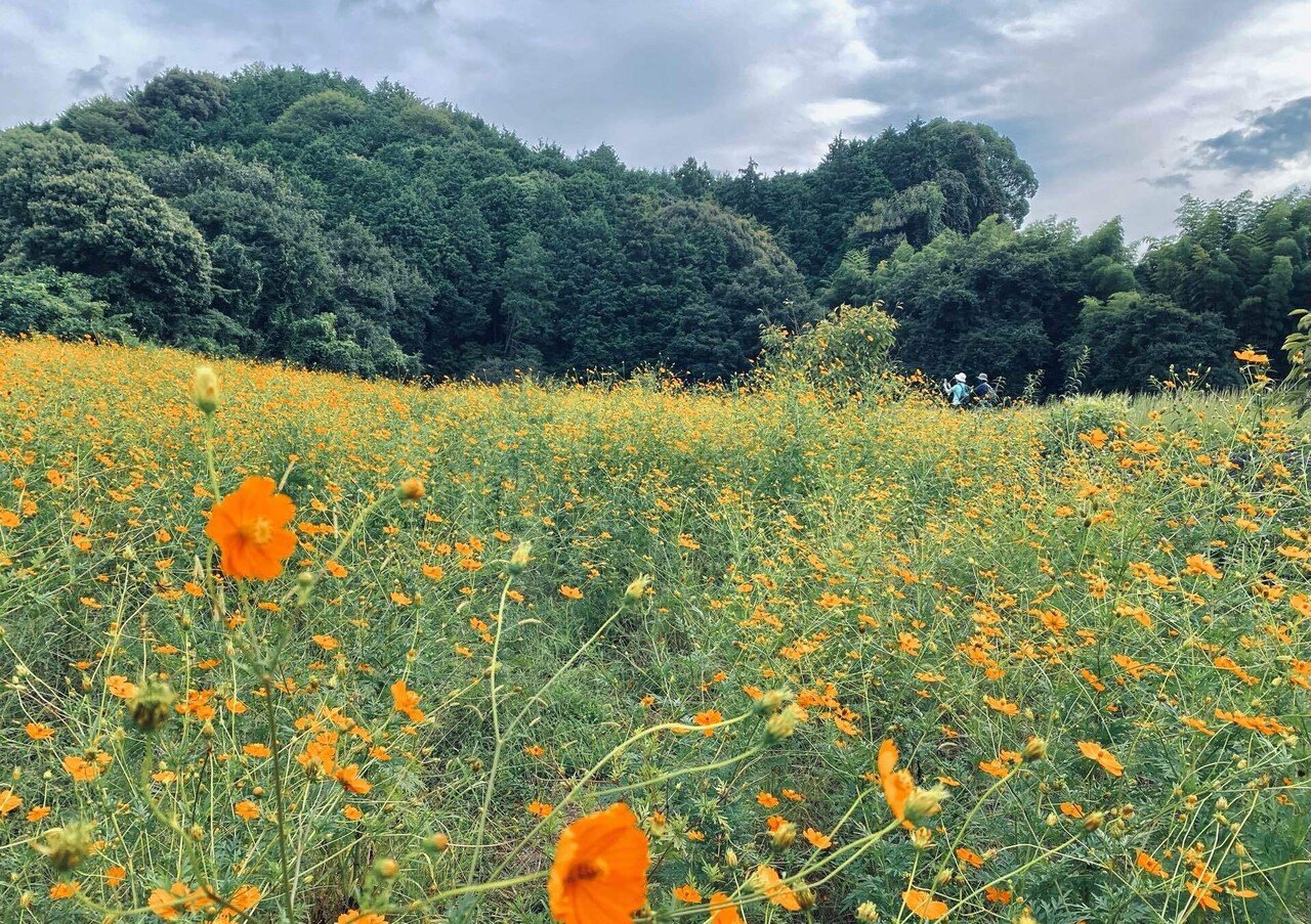 キバナコスモスが見頃 下林の新しいフォトスポットの予感 東温市公式note 愛媛県 キバナコスモスが見頃 下林の新しいフォトスポットの予感 東温市公式note 愛媛県