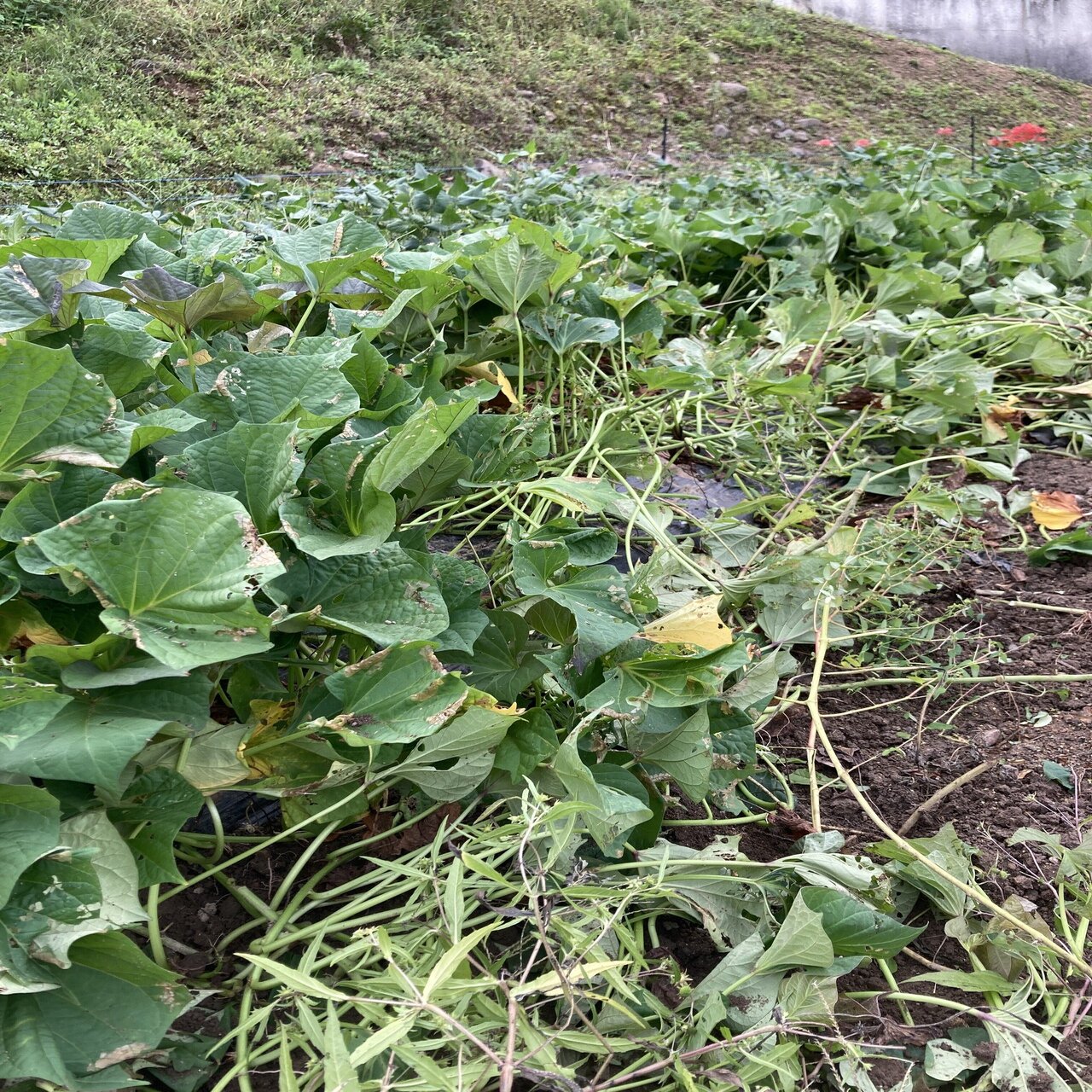 サツマイモ掘りは見た目以上に過酷 4種類のサツマイモを収穫してみた 解説 イワハシ 里山のサウナ屋になる人 Note