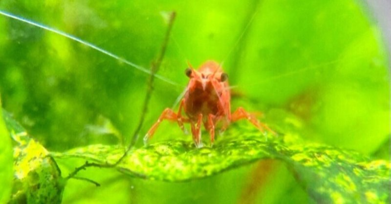 ミナミヌマエビ の新着タグ記事一覧 Note つくる つながる とどける ミナミヌマエビ の新着タグ記事一覧 Note つくる つながる とどける