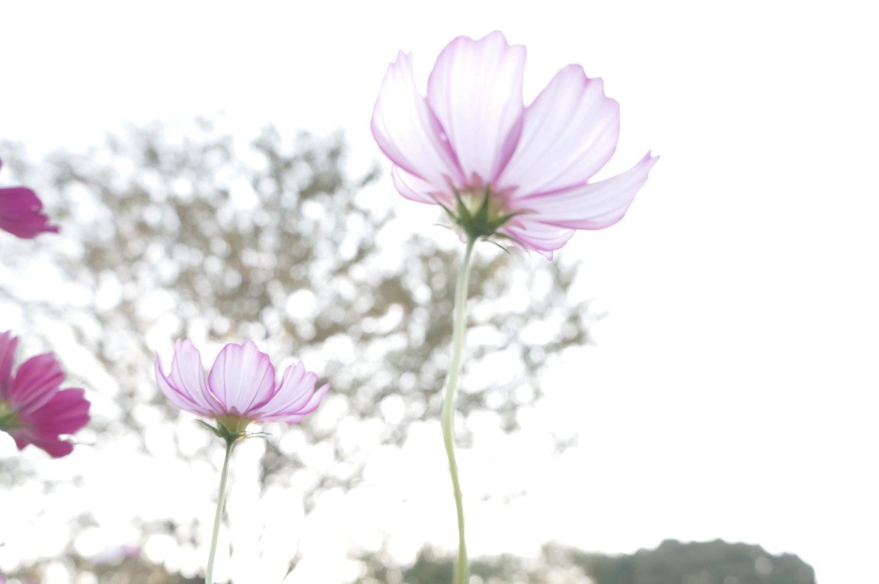都内にこんな素敵なお花畑があるなんて 東京って 引き出し多くて憎いやつだぜ 国営昭和記念公園 カナエナカ Note