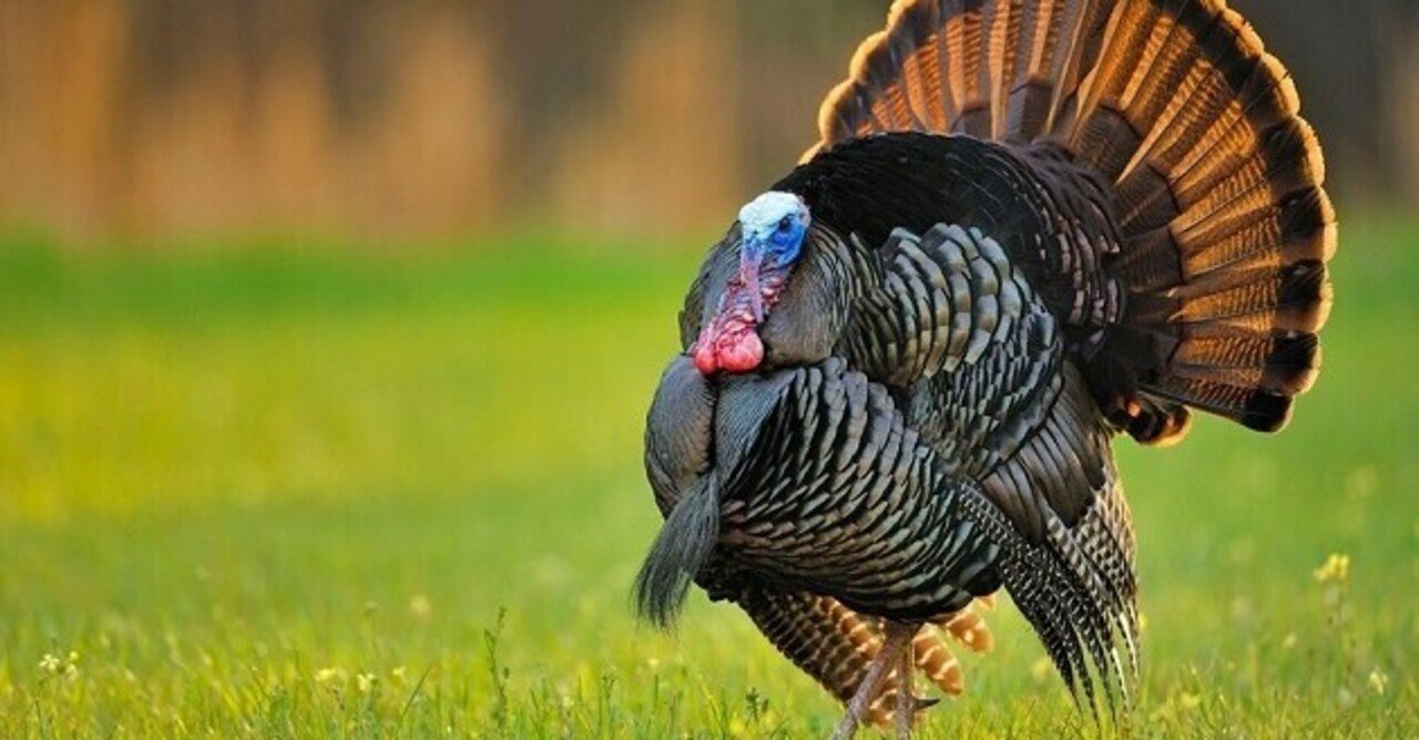 七面鳥は名前も七変化｜かのまた まさお