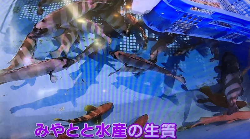 価格 キジハタ アコウ イネズ を買うとこんなお値段 メバ クロ Note