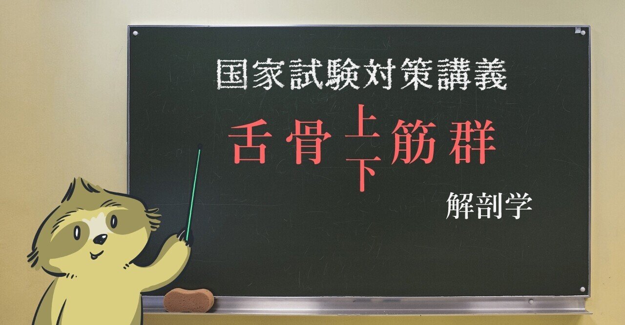 解剖学 舌骨上筋群と舌骨下筋群のまとめ